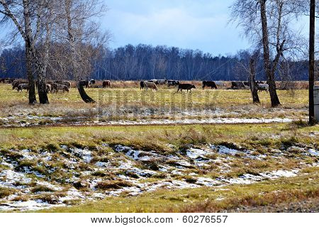 Home animals