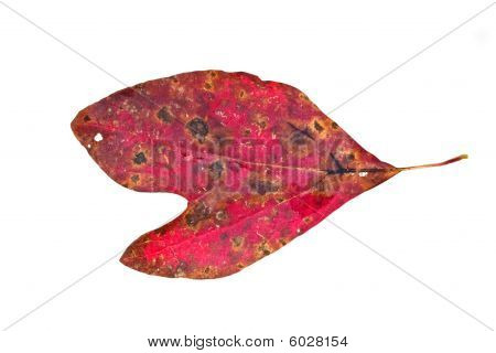 Sassafras list
