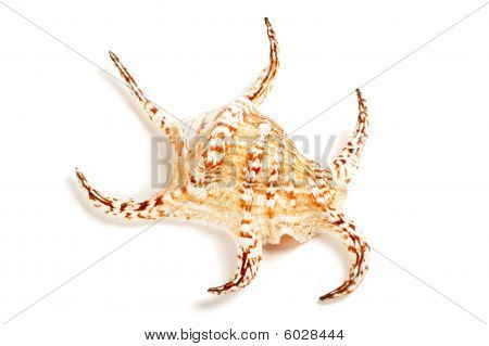 Shell