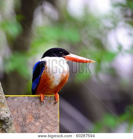 Black-capped Kingfisher