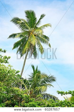 high palm on background of blue sky                                    