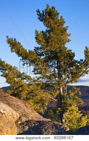 Pine  Tree