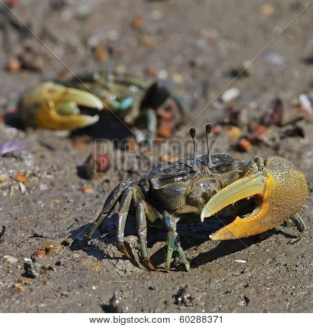 Fiddler Crab