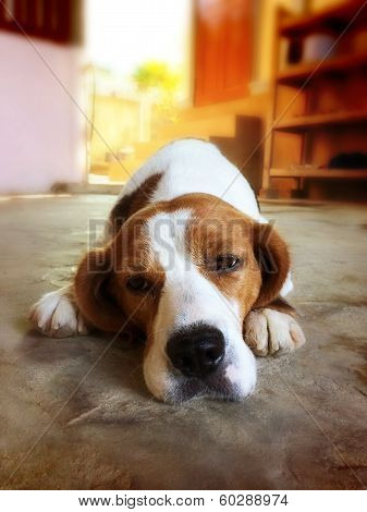 Cute Beagle