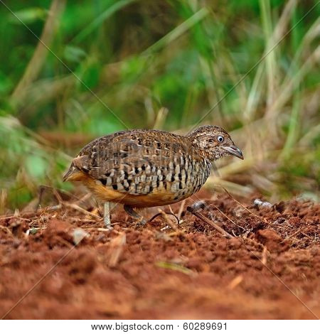 Male Barred Buttonquail