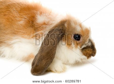 Brown lop-eared rabbit isolated on white