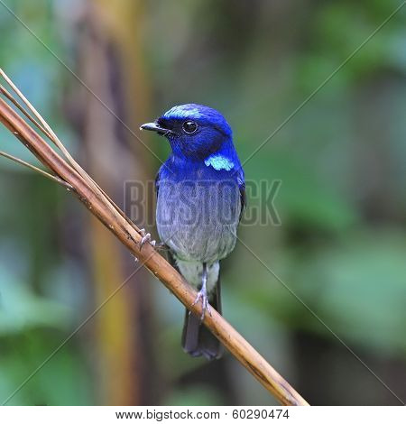 Small Niltava