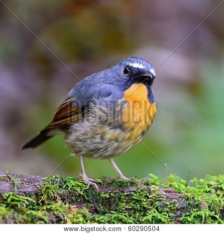 Male Snowy-browed Flycatcher