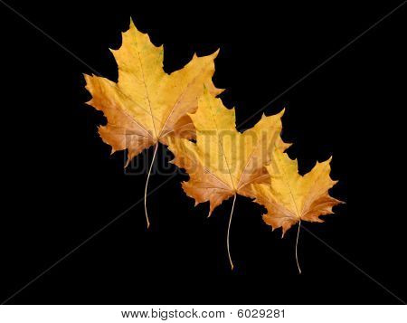 Hojas de otoño