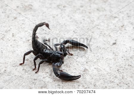 Black Asian Forest Scorpion