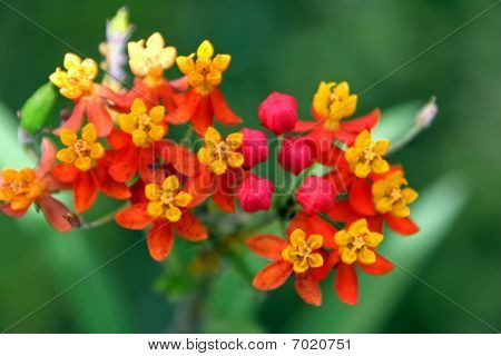 tropical flower cluster