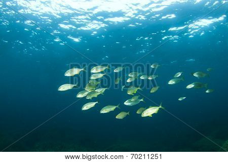 Amberjack fish hunt in packs