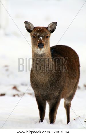 cervo sika