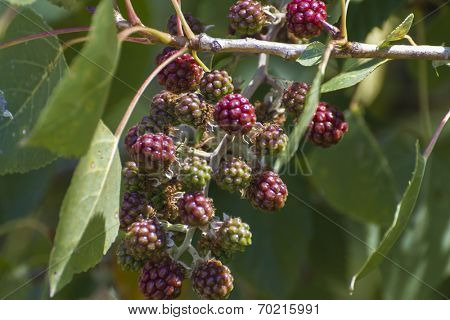 berries on a bush near the river alberche in Spain