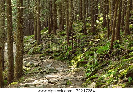 Dense green forest