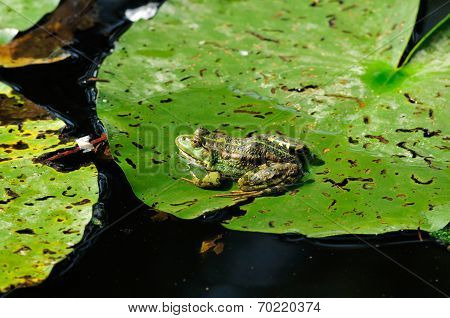 True frog