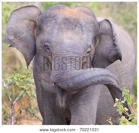 Asian Elephant with twisted trunk