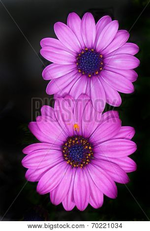 Osteospernum Flowers
