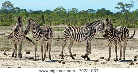 Zebras n Hwange