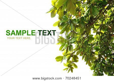Leaf Frame