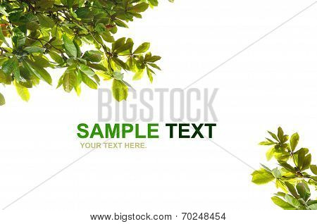 Leaf Frame
