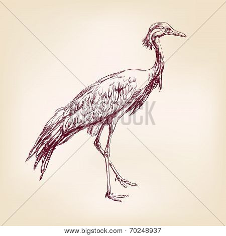 Japanese crane hand drawn vector llustration realistic sketch