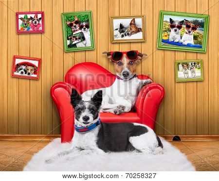 Love Couple Sofa Dogs