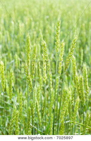 Spighe di grano verde nel campo