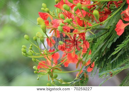 Peacock flowers