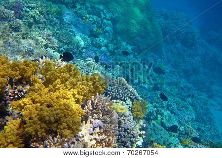 coral reef