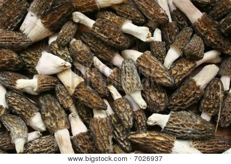 Morel