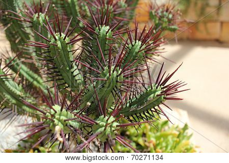 Pincushion Euphorbia - Cactus With Purple Spikes