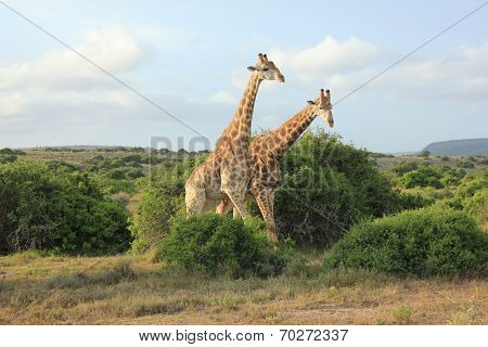 Pair Of Giraffes