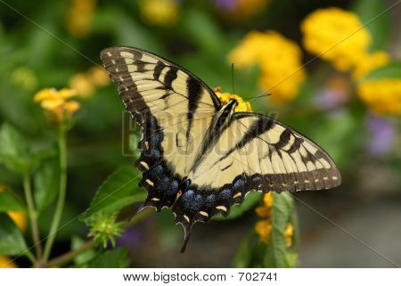 Motyl