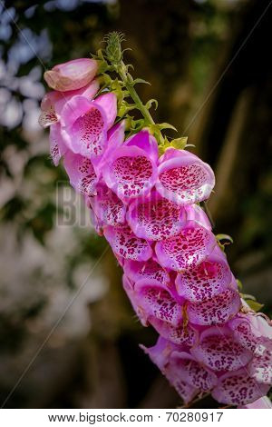 Foxgloves