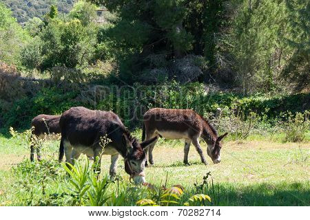 Grazing Donkeys