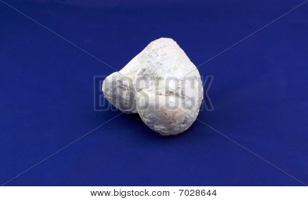 Megalodus