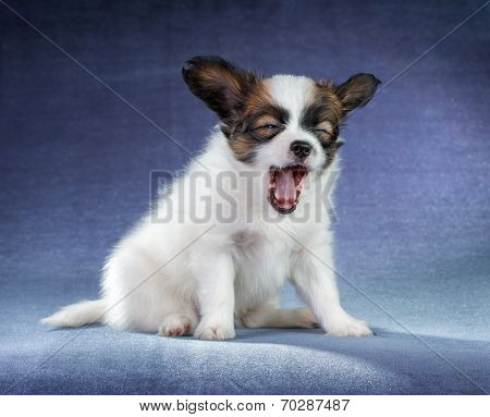 Papillon Puppy Yawning