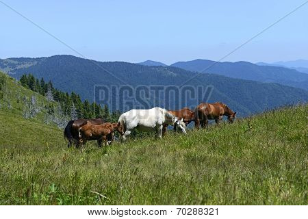 Horses