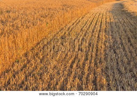 Summer Landscape With Farm Fields