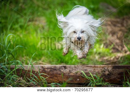 Jumping Over A Tree Trunk