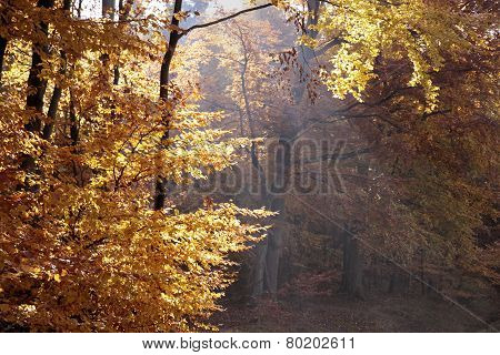 Autumnal Beech Forest
