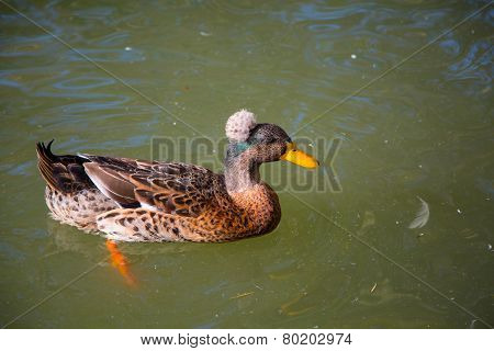 Male Crested Duck, lophonetta specularioides