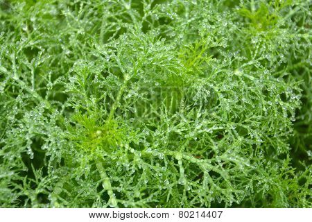 green leaves with dew