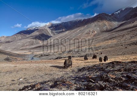 Yaks In Tajikistan