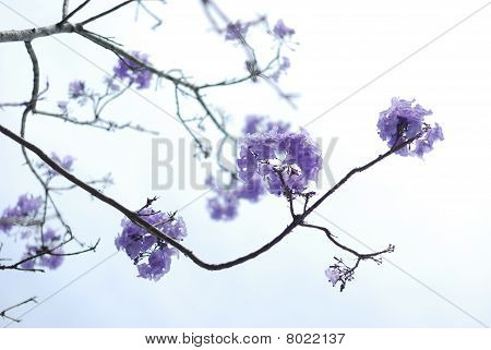 Purpurrote Blumen