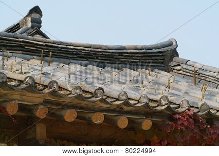 Orostachys Species Plants On A Tiled Roof