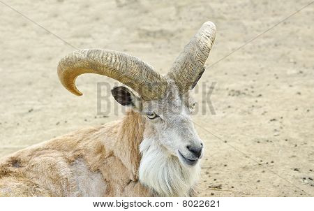 RAM