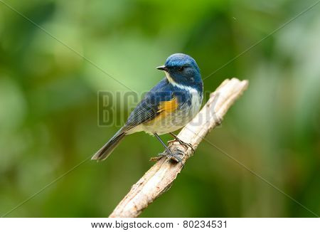 Male Himalayan Bluetail (tarsiger Rufilatus)