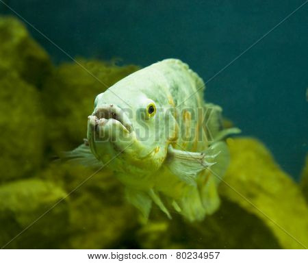 Tropical Fish Astronotus Ocellatus